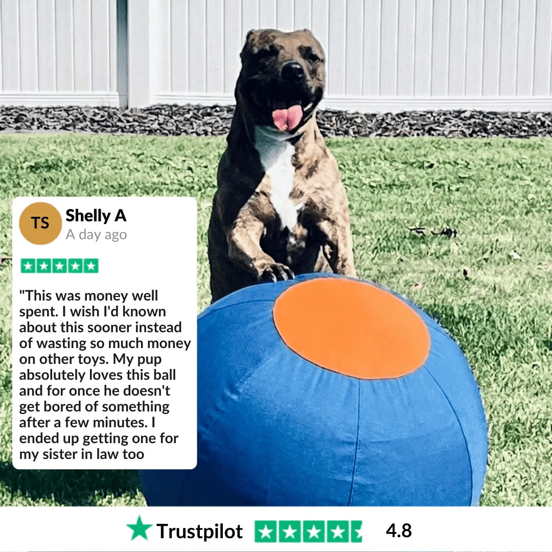 Elari Herding Ball